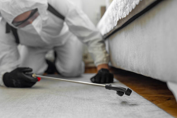 Professional Bed Bug Control technician working in Five Corners, WA